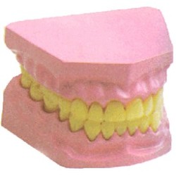 Acrylic Teeth رمسيس